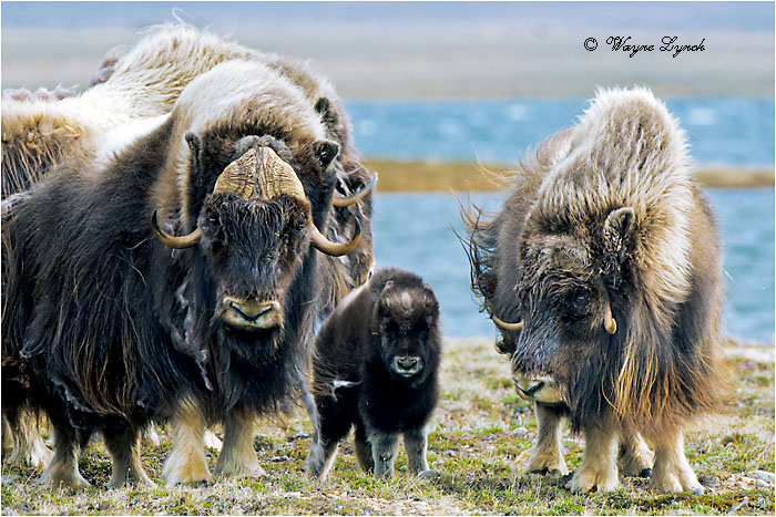 Muskoxen Bull Cow Calf 127 by Dr. Wayne Lynch &copy;